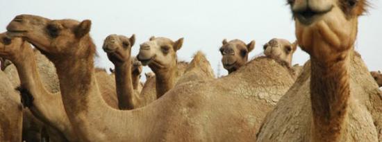食用发酵骆驼奶可对抗高血压