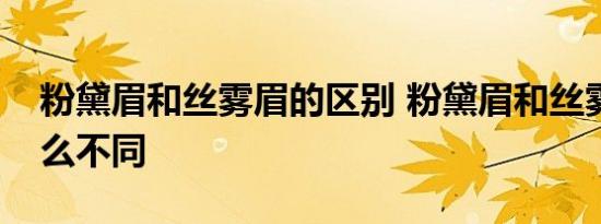 粉黛眉和丝雾眉的区别 粉黛眉和丝雾眉有什么不同 