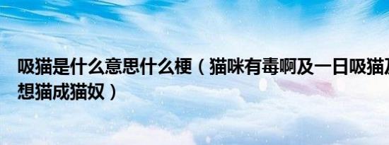 吸猫是什么意思什么梗（猫咪有毒啊及一日吸猫及终身养猫想猫成猫奴）