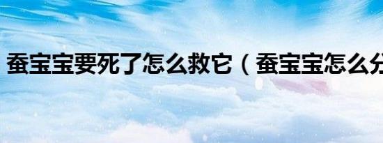 蚕宝宝要死了怎么救它（蚕宝宝怎么分公母）