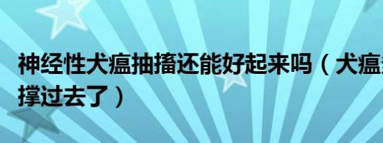 神经性犬瘟抽搐还能好起来吗（犬瘟多少天算撑过去了）