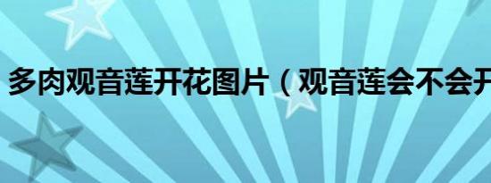 多肉观音莲开花图片（观音莲会不会开花呢）