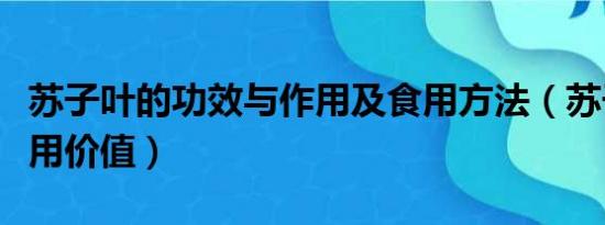 苏子叶的功效与作用及食用方法（苏子叶的药用价值）