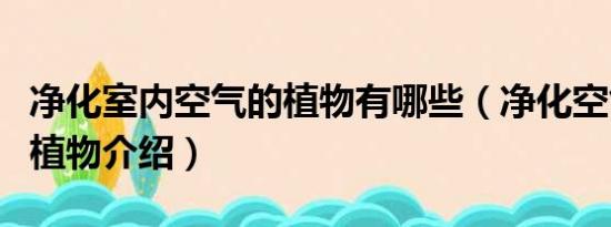 净化室内空气的植物有哪些（净化空气的室内植物介绍）