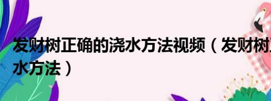 发财树正确的浇水方法视频（发财树正确的浇水方法）