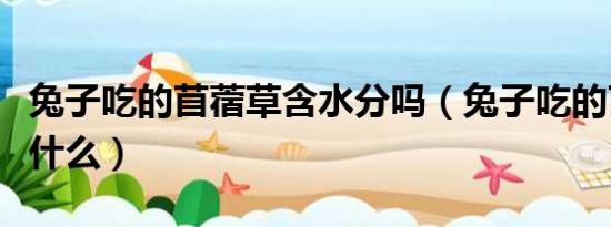 兔子吃的苜蓿草含水分吗（兔子吃的苜蓿草是什么）