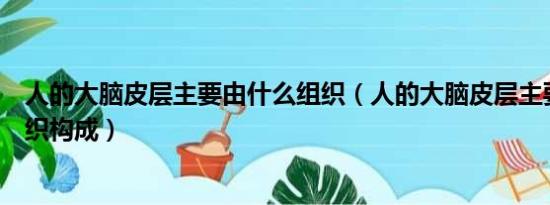 人的大脑皮层主要由什么组织（人的大脑皮层主要由什么组织构成）