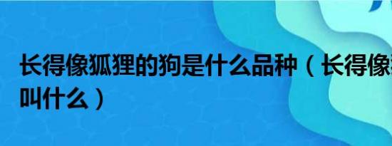 长得像狐狸的狗是什么品种（长得像狐狸的狗叫什么）