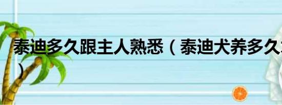 泰迪多久跟主人熟悉（泰迪犬养多久才认主人）