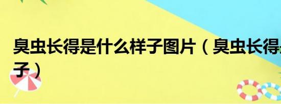 臭虫长得是什么样子图片（臭虫长得是什么样子）