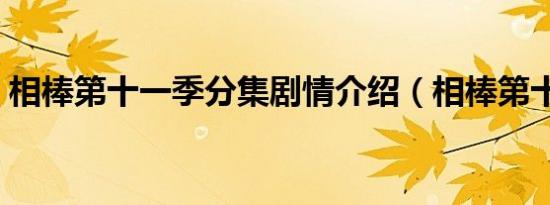 相棒第十一季分集剧情介绍（相棒第十一季）