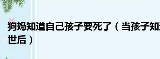 狗妈知道自己孩子要死了（当孩子知道狗狗离世后）