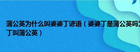 蒲公英为什么叫婆婆丁谚语（婆婆丁是蒲公英吗为什么婆婆丁叫蒲公英）