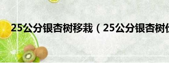 25公分银杏树移栽（25公分银杏树价格）