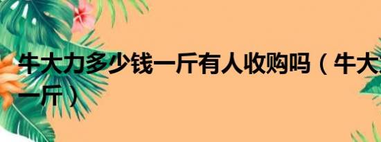 牛大力多少钱一斤有人收购吗（牛大力多少钱一斤）