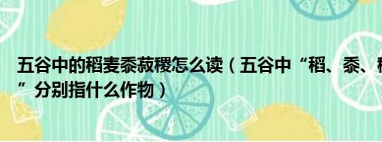 五谷中的稻麦黍菽稷怎么读（五谷中“稻、黍、稷、麦、菽”分别指什么作物）