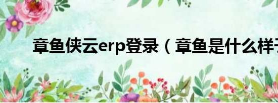 章鱼侠云erp登录（章鱼是什么样子）