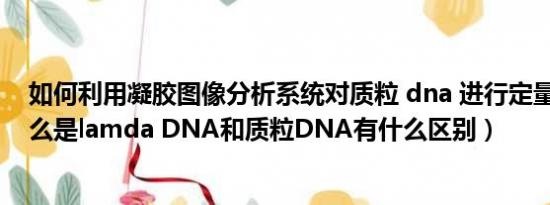 如何利用凝胶图像分析系统对质粒 dna 进行定量 分析（什么是lamda DNA和质粒DNA有什么区别）