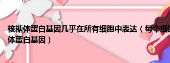 核糖体蛋白基因几乎在所有细胞中表达（每个细胞都有核糖体蛋白基因）