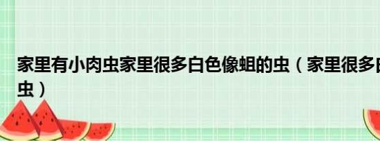 家里有小肉虫家里很多白色像蛆的虫（家里很多白色像蛆的虫）