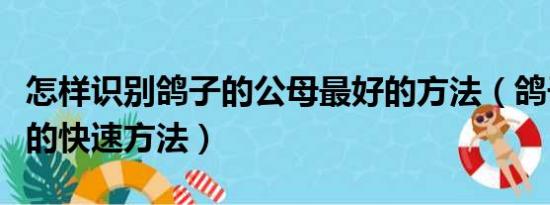 怎样识别鸽子的公母最好的方法（鸽子分公母的快速方法）