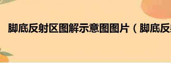 脚底反射区图解示意图图片（脚底反射区）