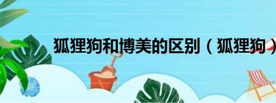 狐狸狗和博美的区别（狐狸狗）